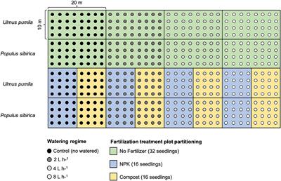 Root Biomass Distribution of Populus sibirica and Ulmus pumila Afforestation Stands Is Affected by Watering Regimes and Fertilization in the Mongolian Semi-arid Steppe